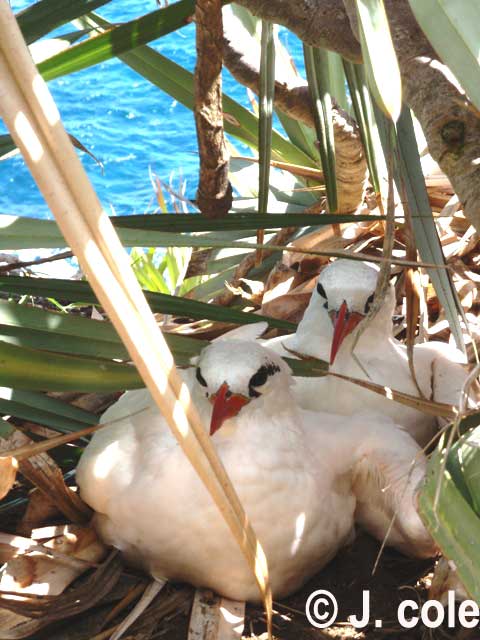 Red-tailed  Tropicbird pairing nest